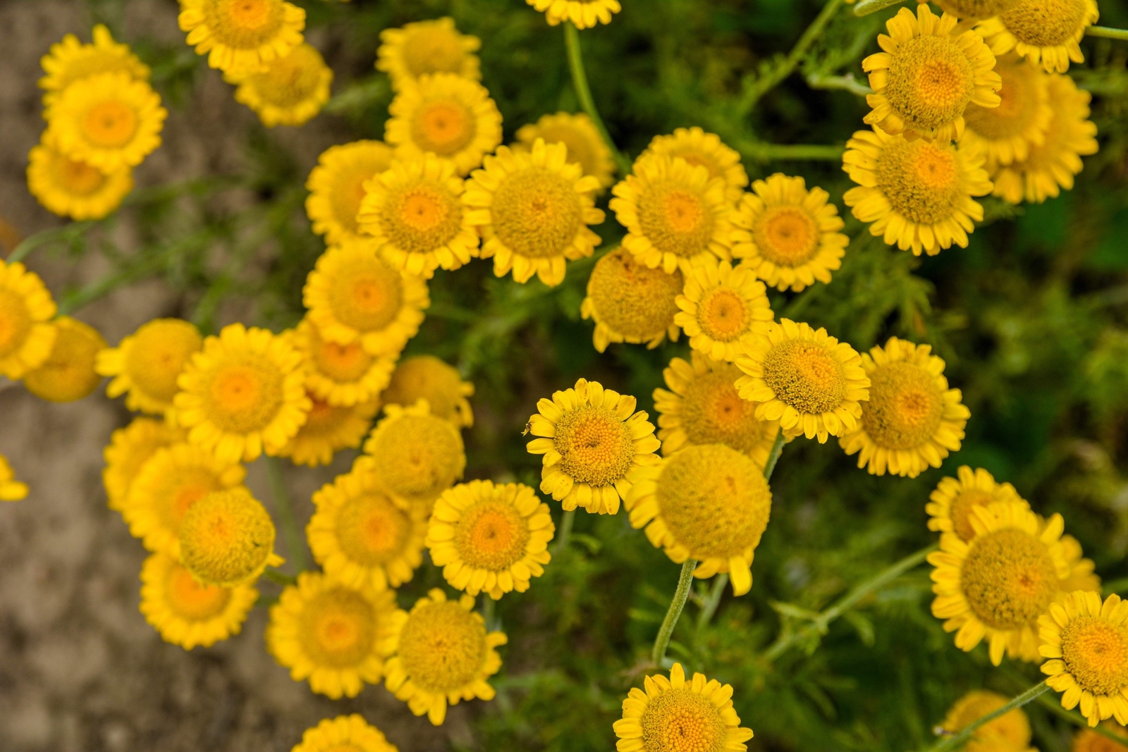 250 GOLDEN MARGUERITE DAISY Yellow Chamomile Anthemis Tinctoria Flower Seeds