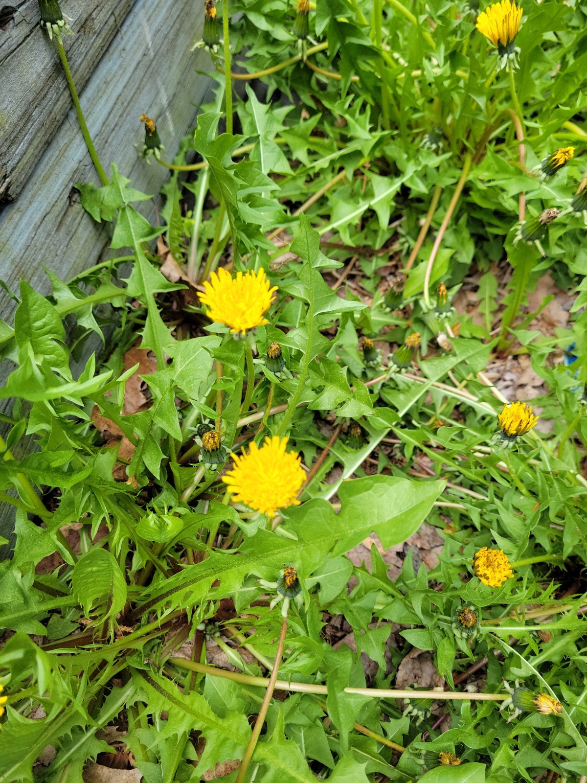 10x Dandelion plants/Roots – Live Organic/ wild herbs (Taraxacum officinale)