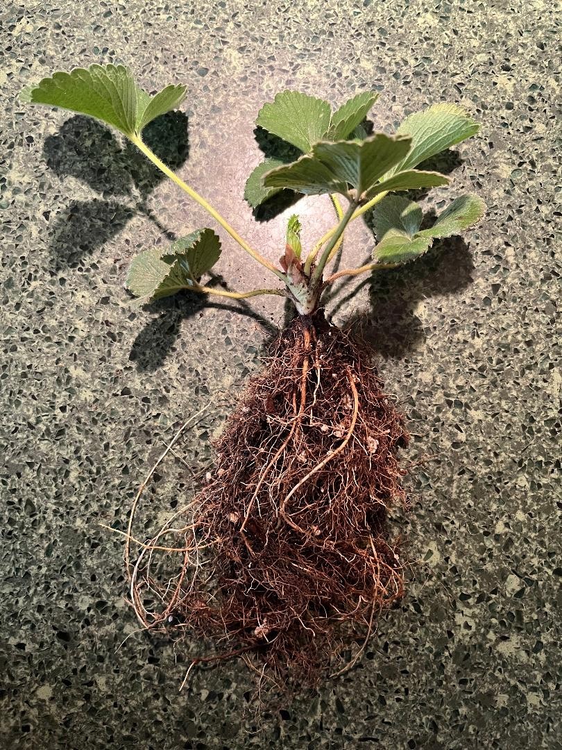 1 STRAWBERRY ALBION PLANT 6″ LARGE ROOTS Organic Soil And Organic Amendments.