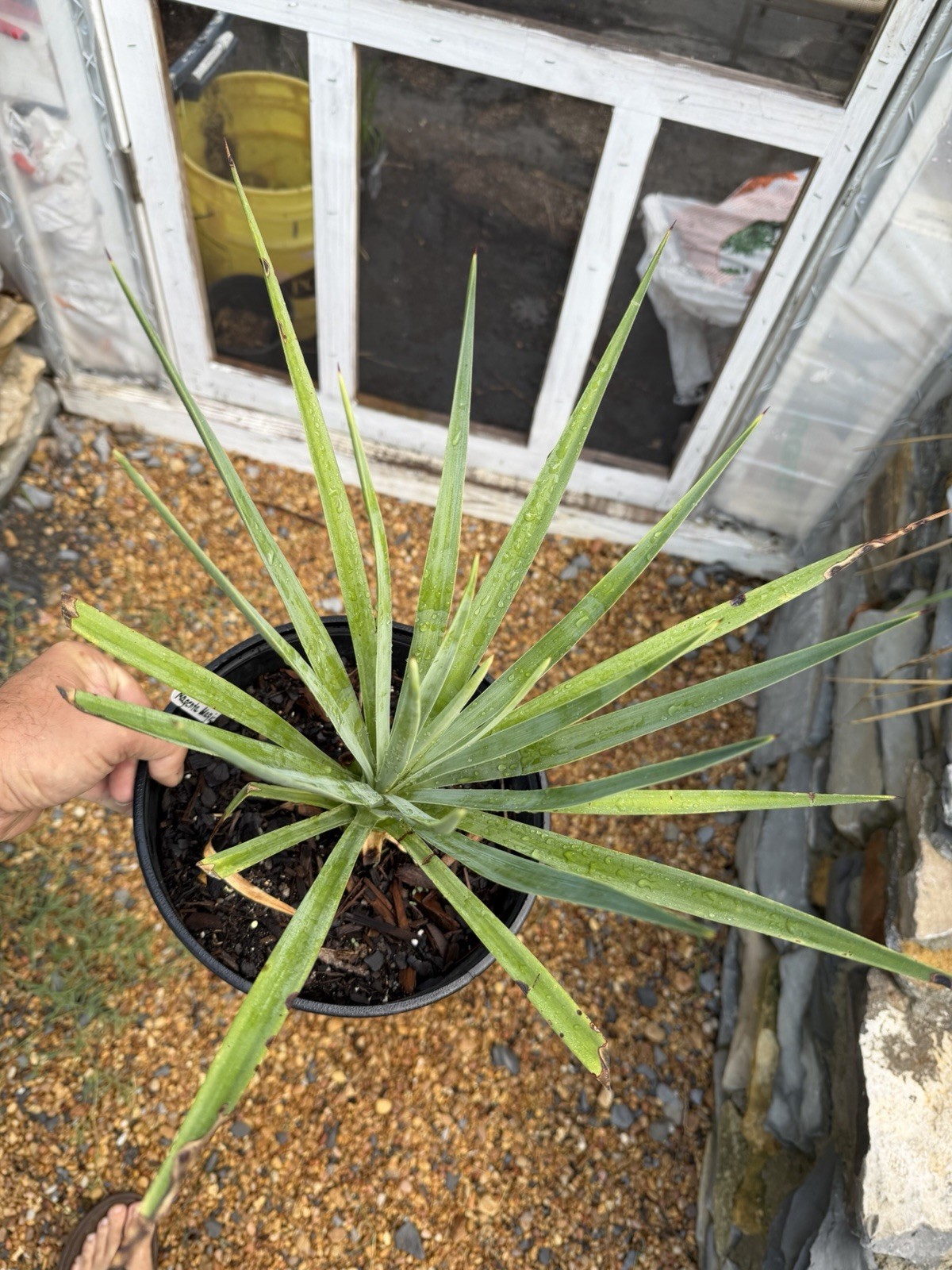 Yucca aloifolia ‘Magenta Magic’ – 2.5 Gallon – Purple Cold Hardy Yucca