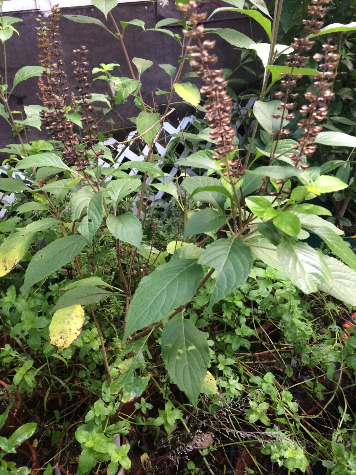 Ocimum gratissimum African Tree Basil 20 seeds