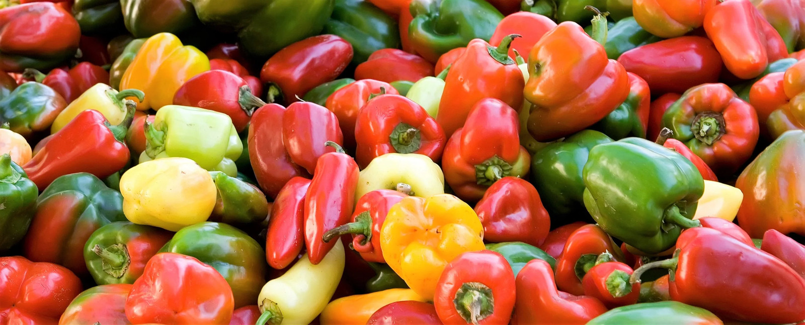 150 RAINBOW BELL PEPPER Sweet Red Green Yellow Orange Purple Brown White Seeds
