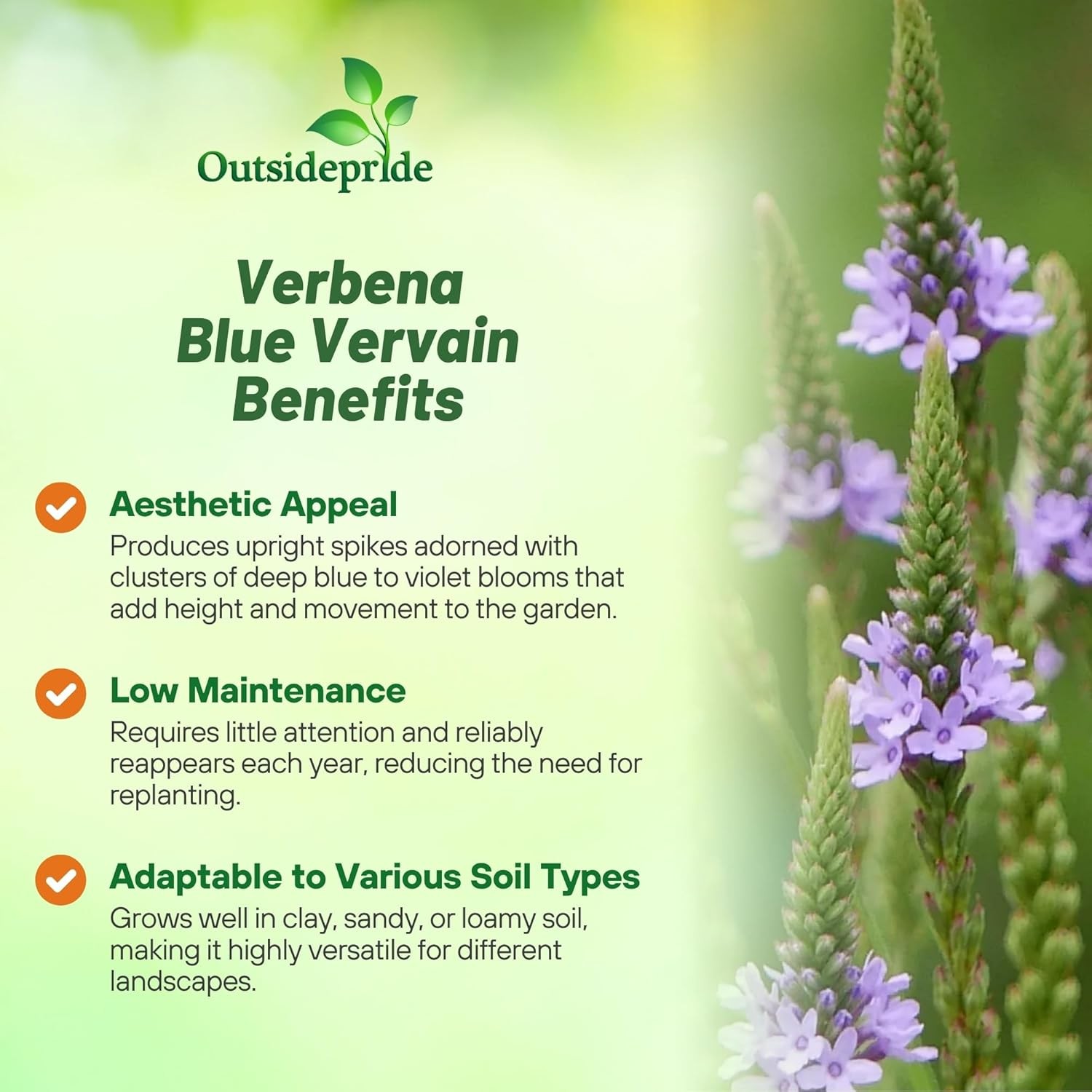 5000 Seeds Drought Tolerant Verbena Hastata Blue Vervain Garden Flower Plant
