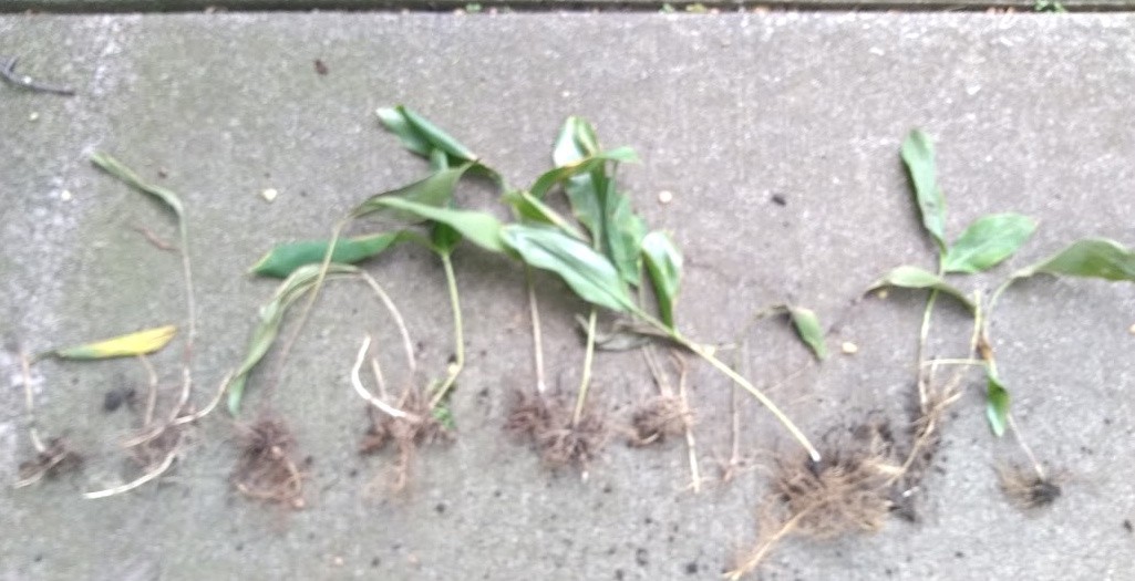 LILY of the VALLEY 30 PIPs BAREROOTS Freshly harvested Glower Bloom in Spring