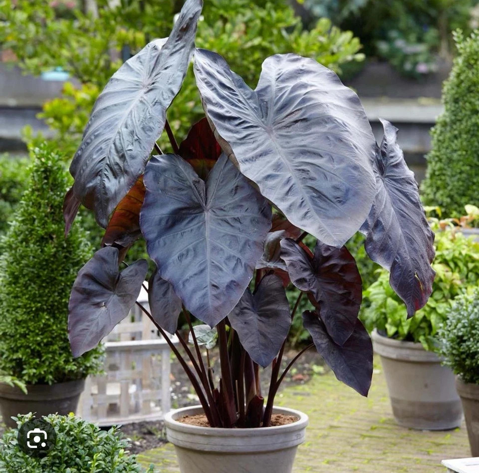 Diamond Head- Colocasia esculenta- Elephant Ear – SMALL ROOTED STARTER Plant