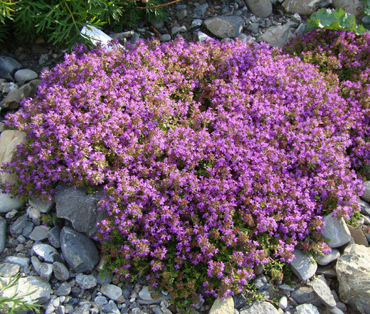 CREEPING THYME GROUND COVER Thymus Serpyllum – 35,000 Bulk Seeds