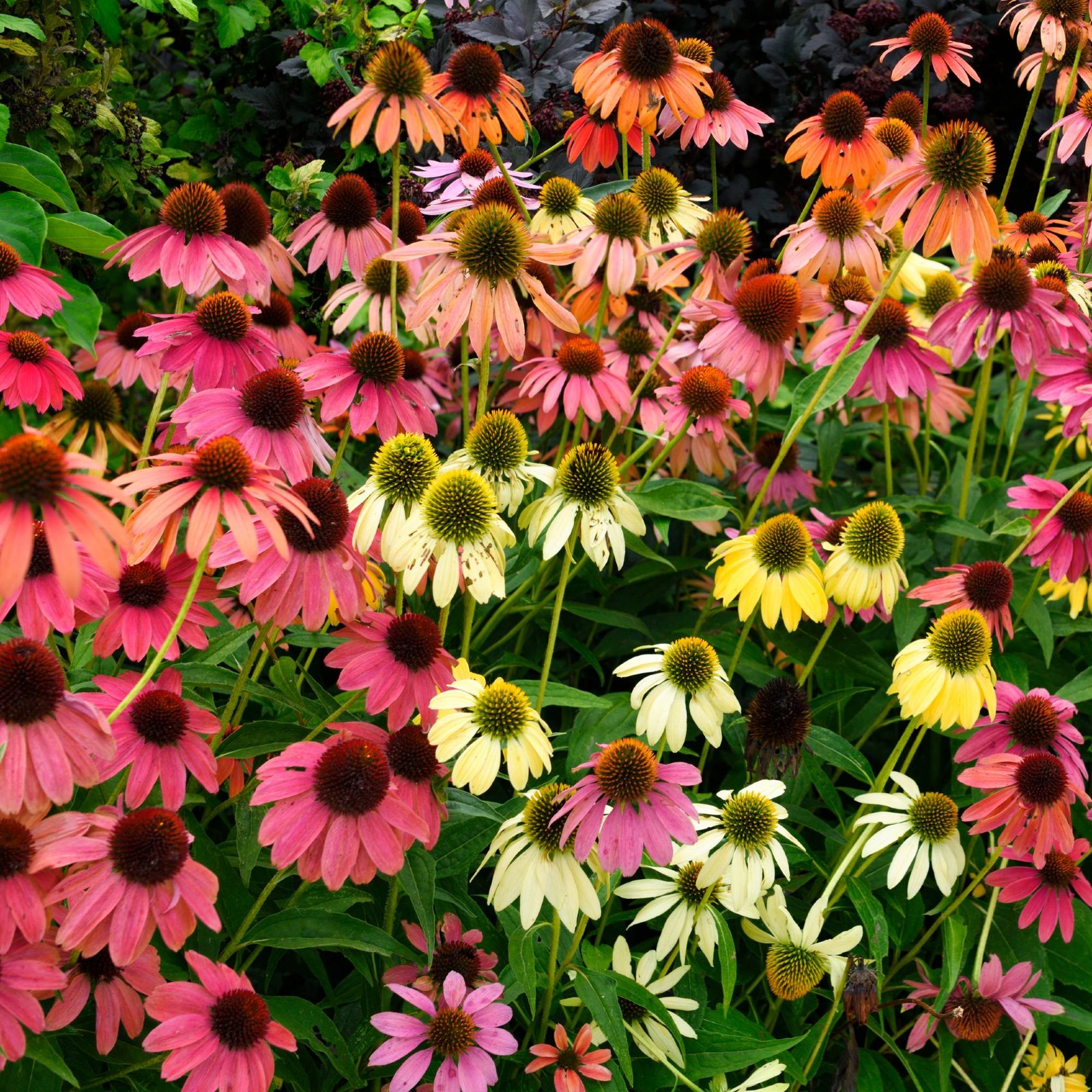 Echinacea Cheyenne Spirit 2 Potted Plants – Rooted in Quart Pots, Easy to Grow
