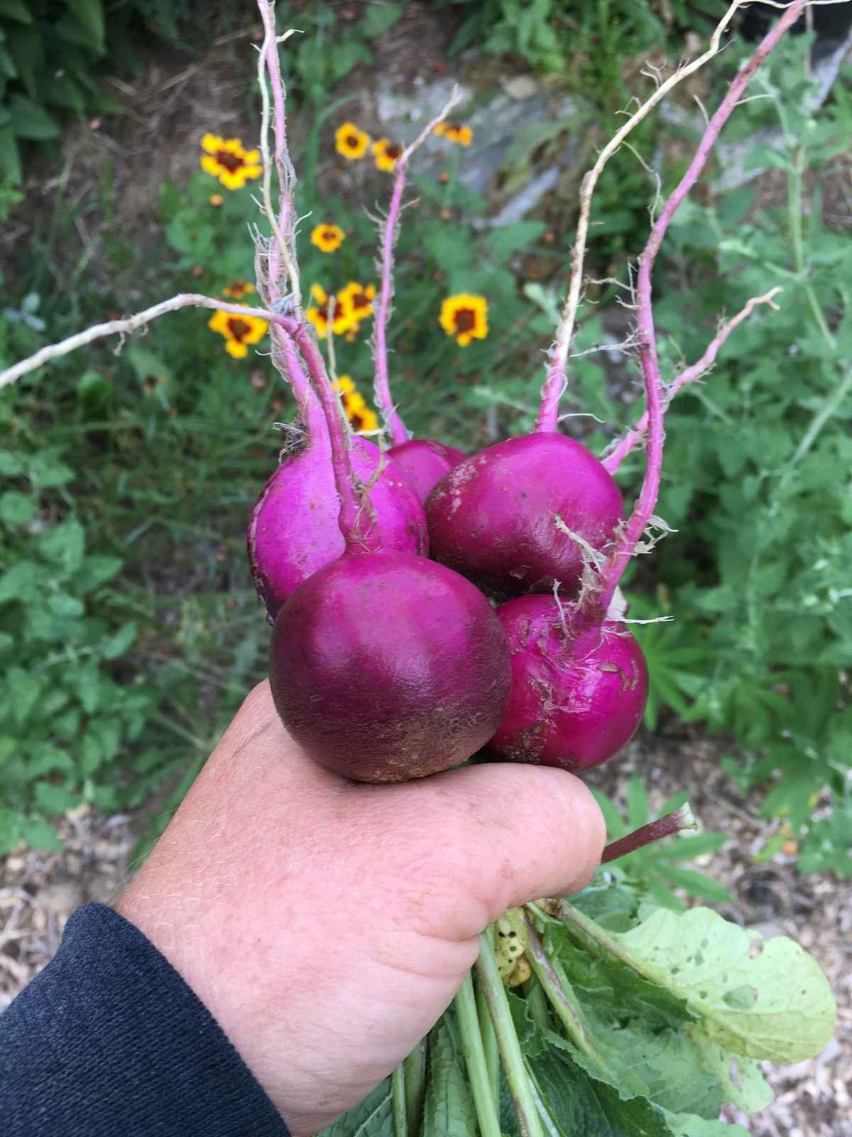 Purple Plum Radish Seeds | Raphanus sativus Purple Radishes Unique Color 2024