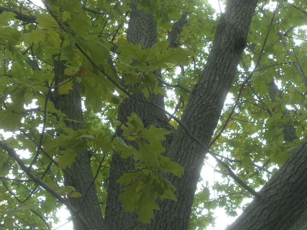 ACORNS FRESH WHITE (English) OAK TREE. Brown, 20 count- no caps 2025
