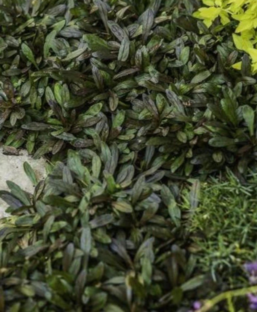 Bugleweed Chocolate Chip (2)