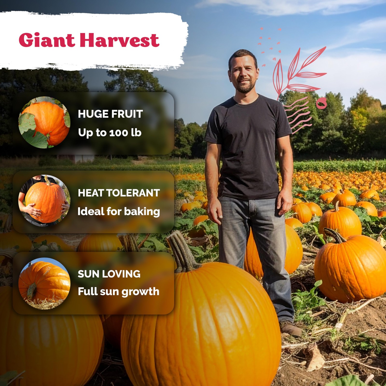 KVITER 25 Big Max Pumpkin Seeds for Planting (Cucurbita pepo)
