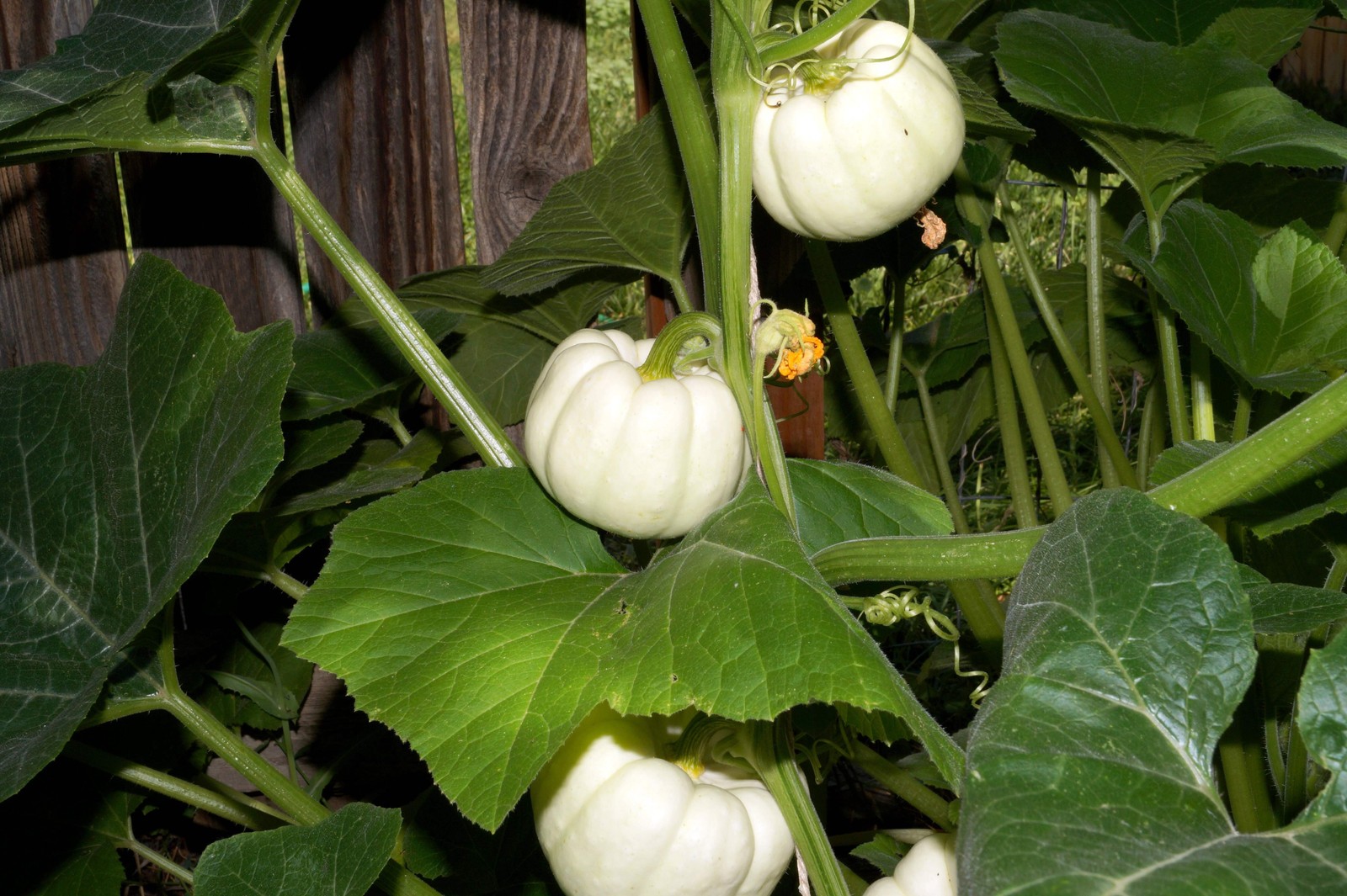 15 WHITE BABY BOO MINI PUMPKIN Miniature Cucurbita Pepo Vegetable Seeds Flat S/H