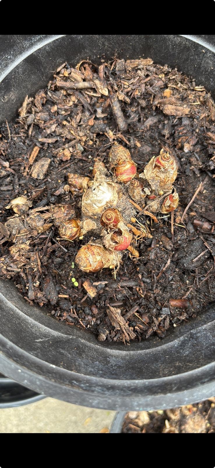 Tuberose Clump Singles Bulbs Sz M/ L Rooted & Sprouted Ready To Plant