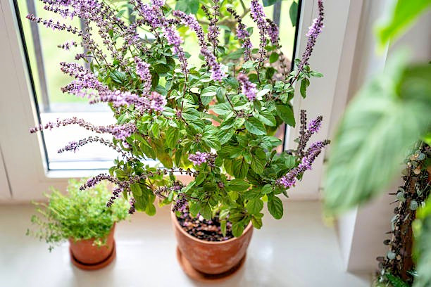 400 THAI BASIL SEEDS | SALE FREE SHIPPING NON GMO