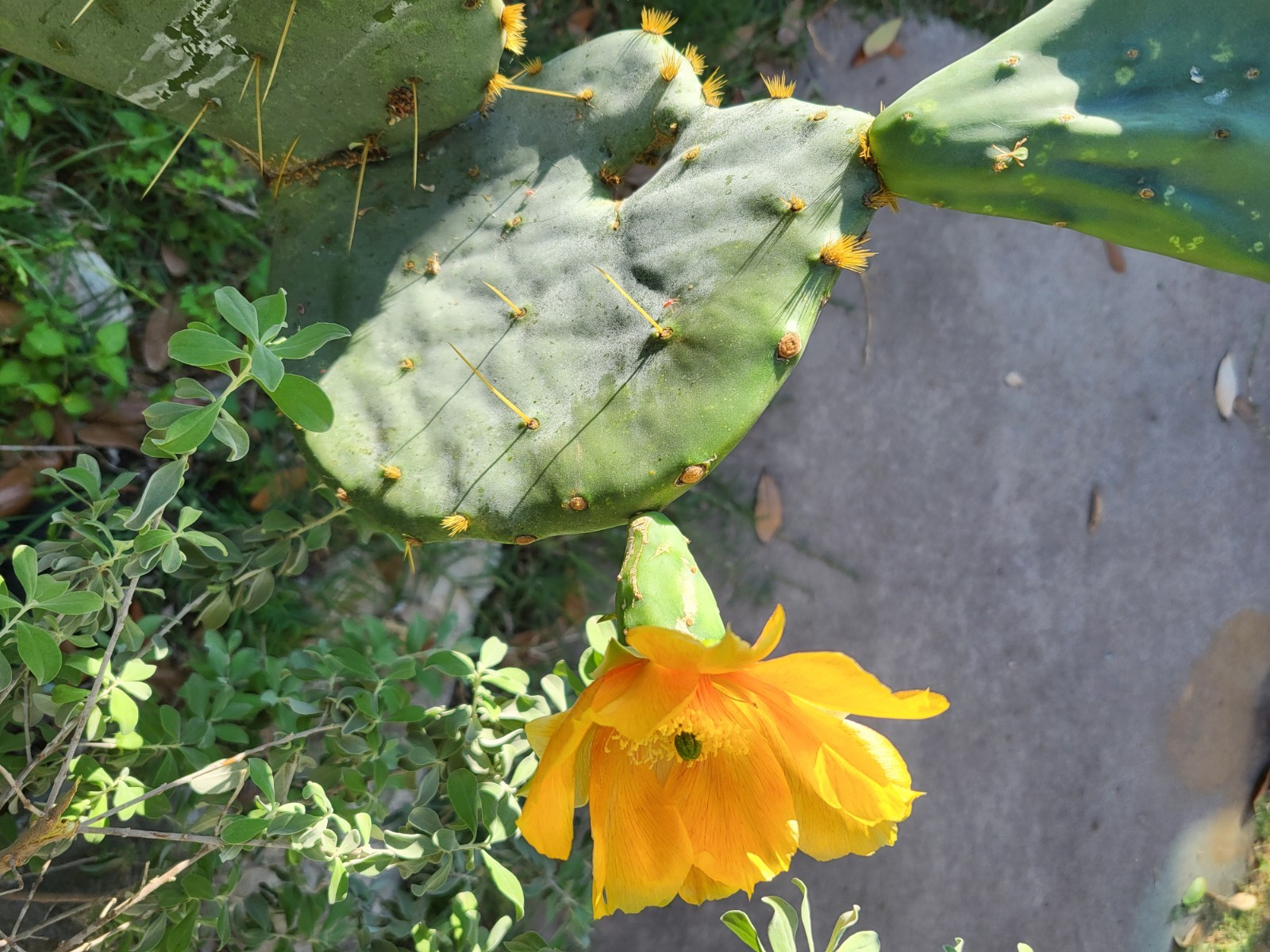 1 Nice Pad Opuntia engelmannii West Texas PRICKLY PEAR CACTUS nice yellow blooms