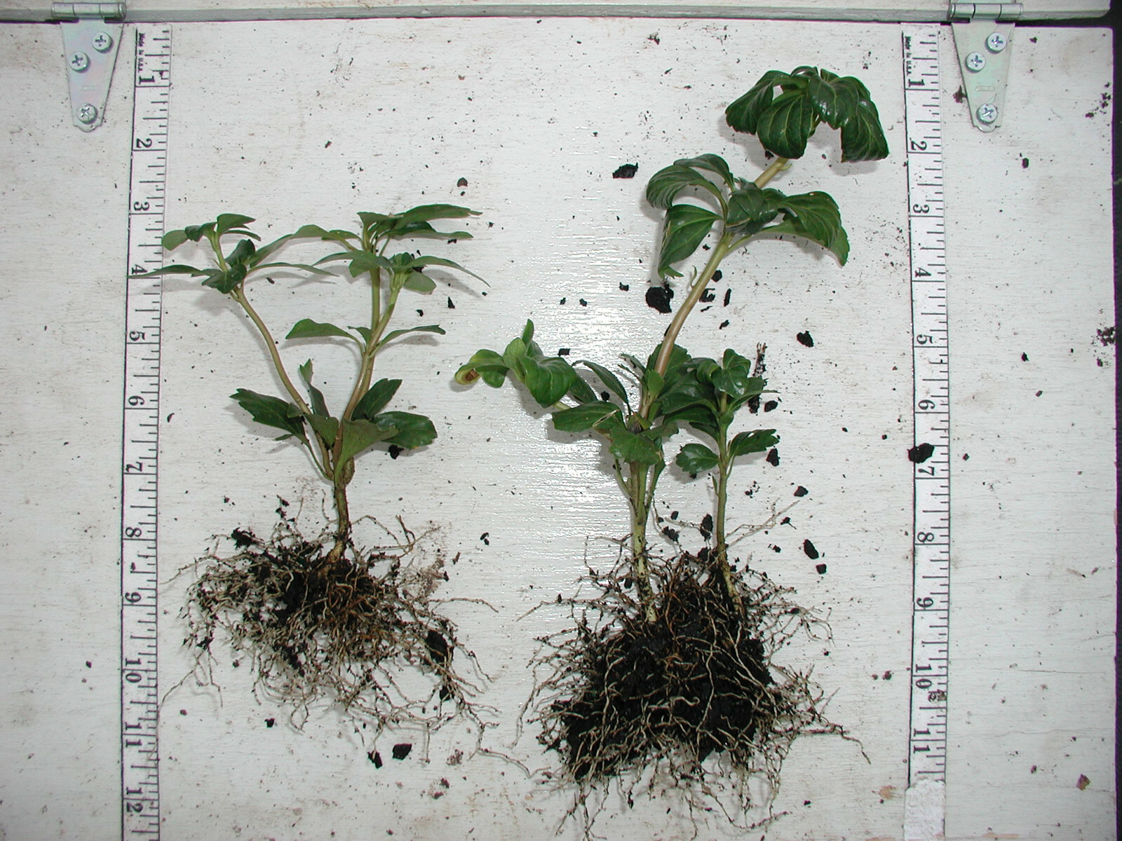 Pachysandra Green Sheen 50 Bare Root Plants