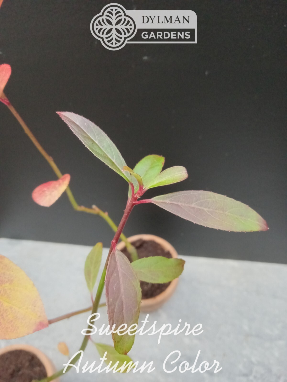 Sweetspire (Itea virginica) – Virginia Willow – Live Plant – Multiple Sizes