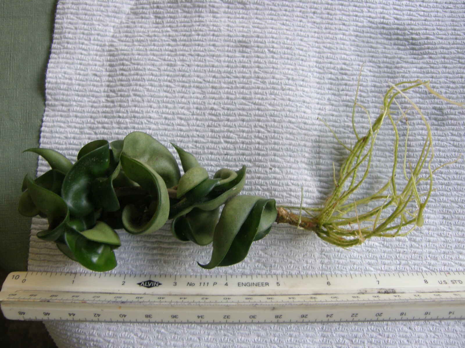 #7869 HOYA CARNOSA COMPACTA KRINKLE KURL HINDU ROPE BARE ROOT PLANT FIVE+ INCHES