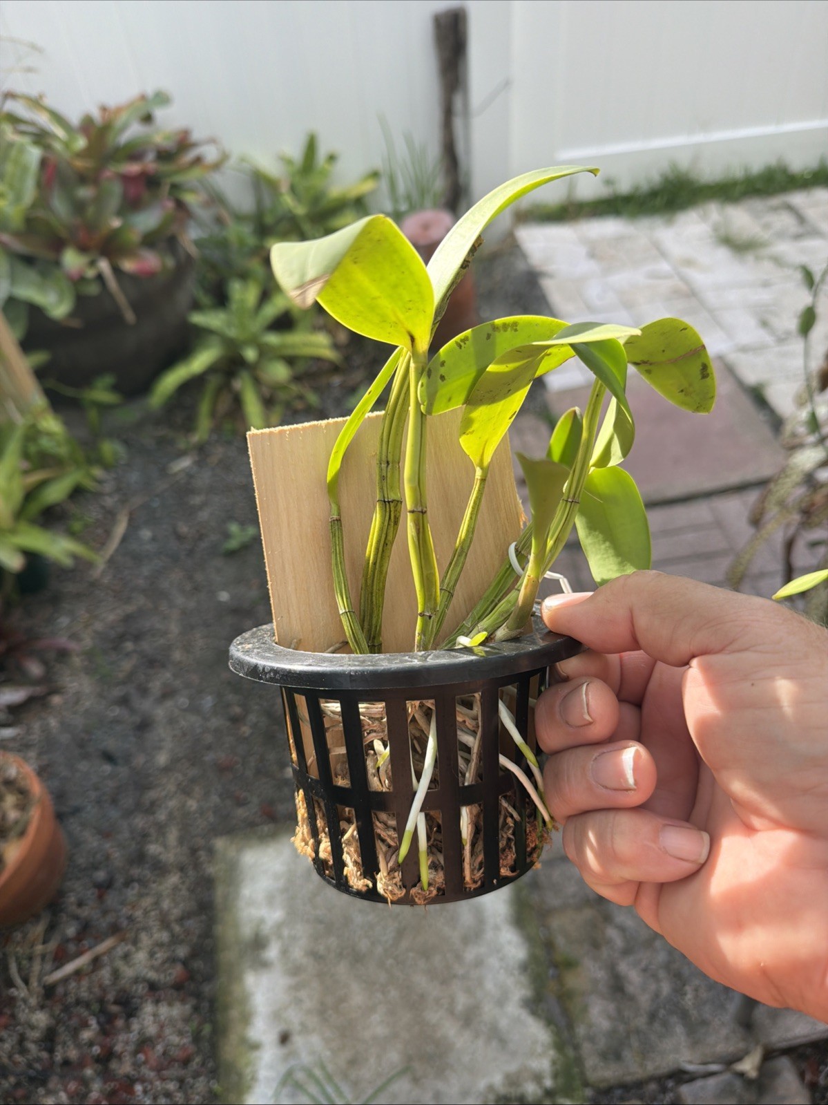 Myrmecocattleya Luster ‘Gazelle’ Schomburgkia Orchid Plant Bare Root