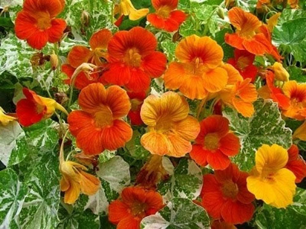 Nasturtium Double Gleam Flower Seeds, “COOL BEANS N SPROUTS” Brand