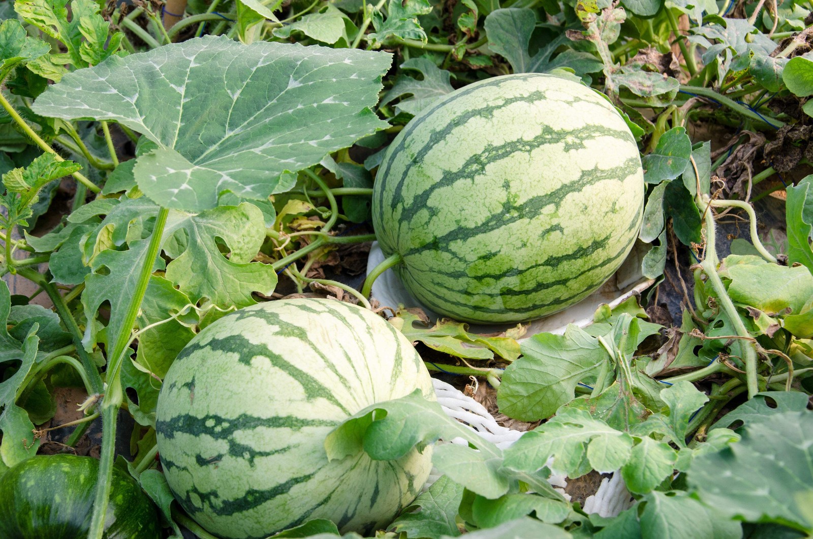 50 DIXIE QUEEN WATERMELON White & Red Citrullus Lanatus Melon Fruit Vine Seeds