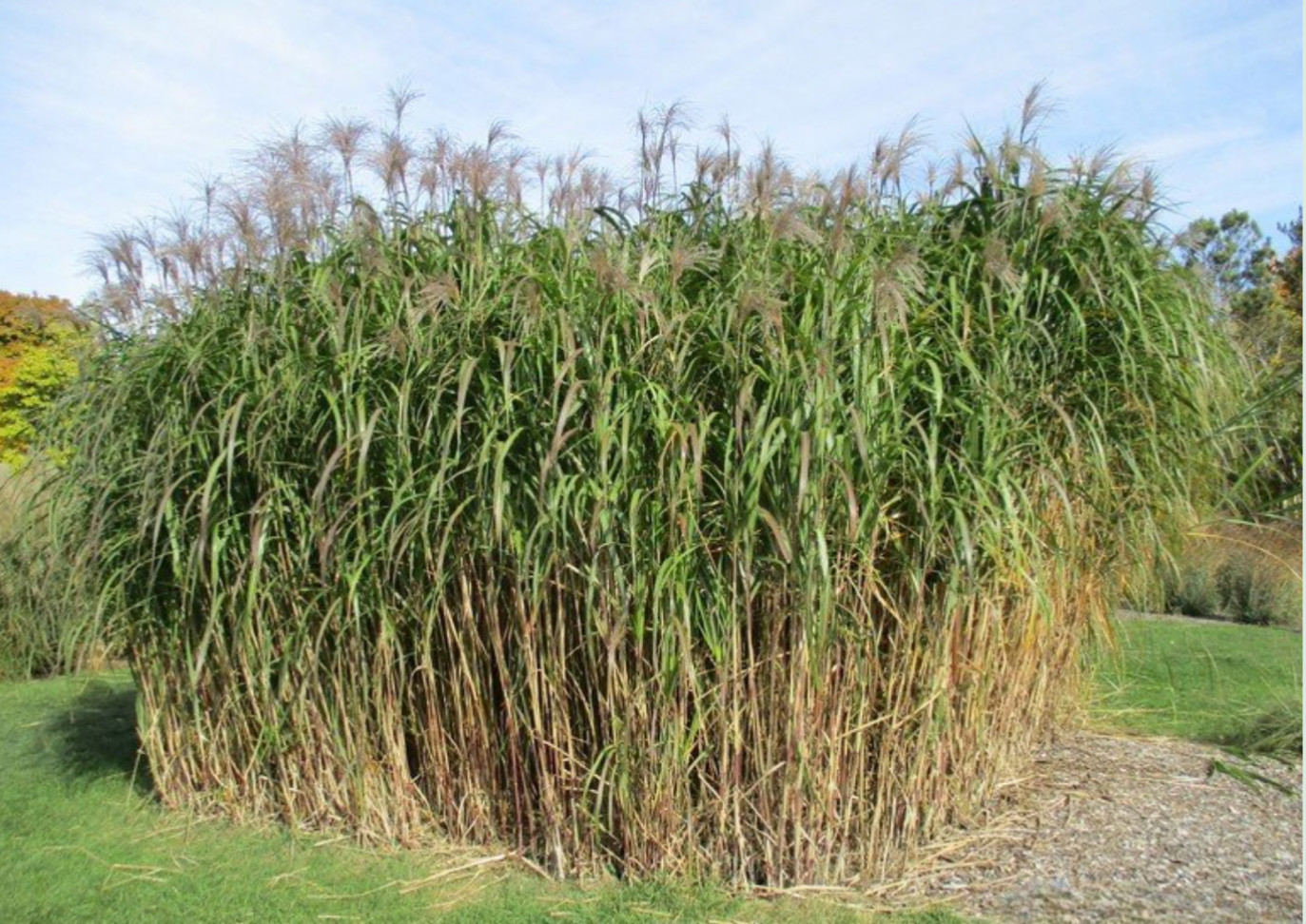 GIANT MISCANTHUS RHIZOMES 100 WILDLIFE