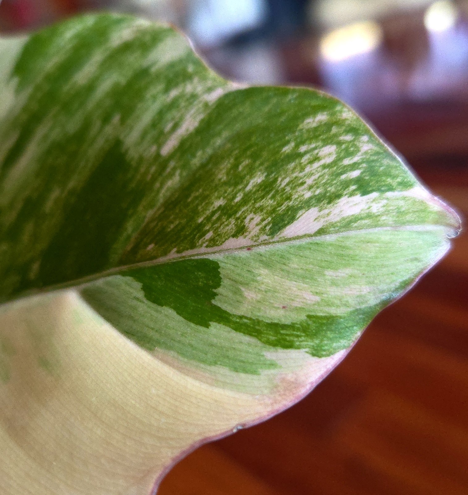 Rare XL Philodendron Pink Flushed Caramel Marble 27″ Wide Not Anthurium Monstera