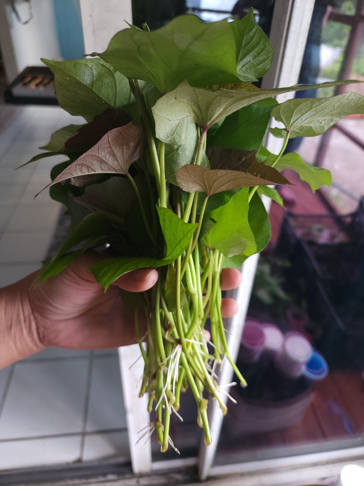 15 Beauregard Sweet Potato Slips Organic Orange Flesh Variety – Khoai Lang