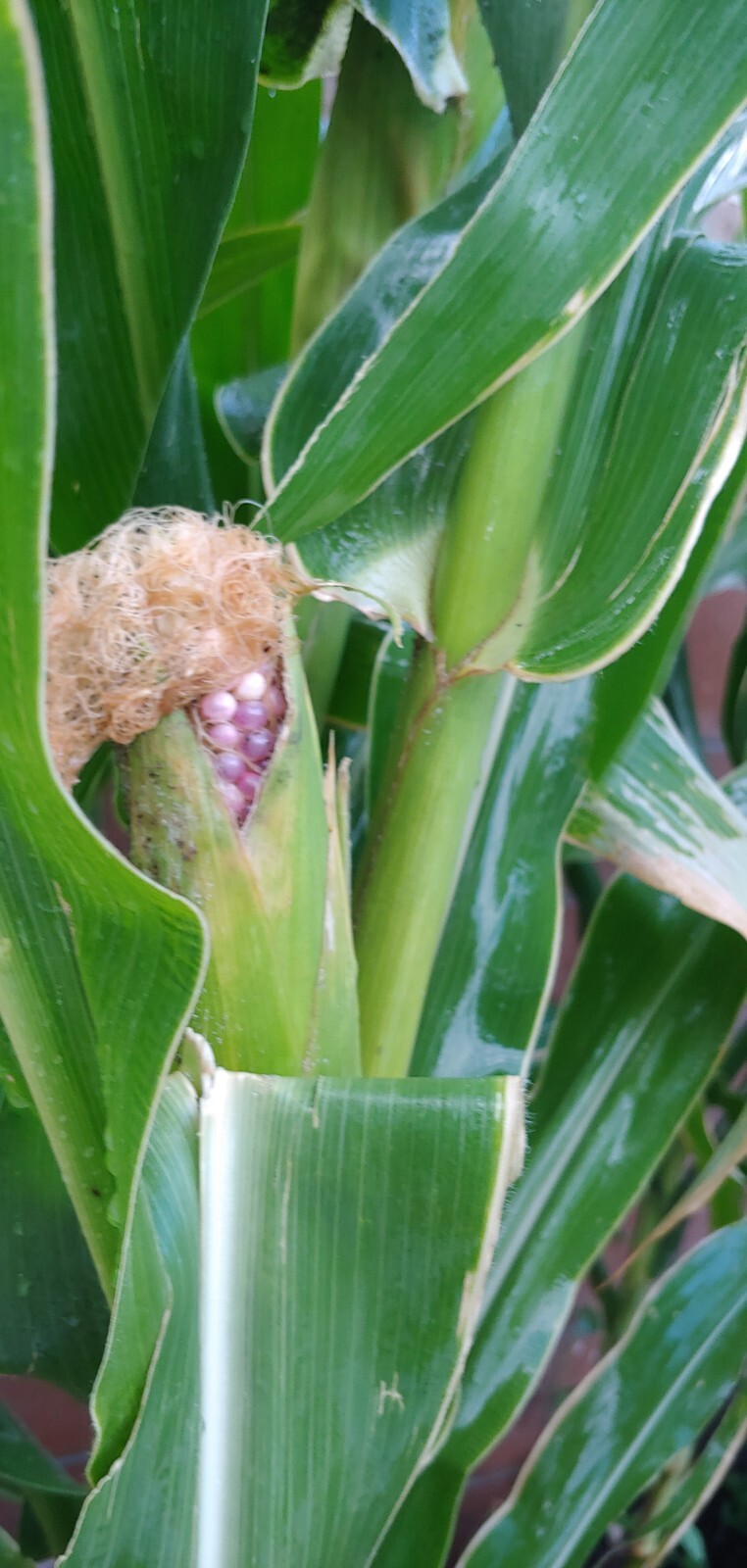 22 Purple & White Sticky Waxy Corn Glutinous Organic Corn Seeds NON GMO