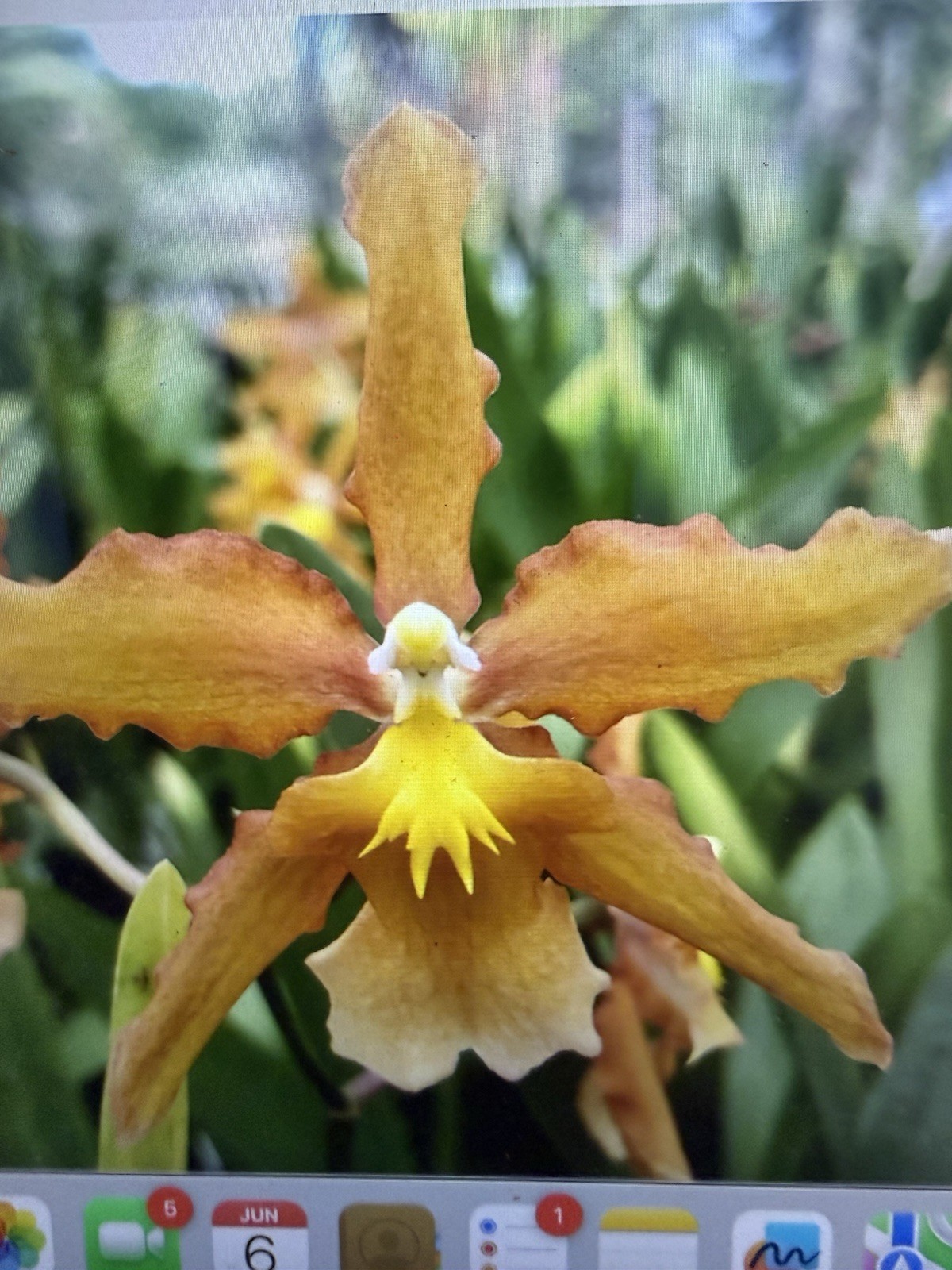 ORCHID Plants 20 Onciduim bulbs $1 each 20 minimum not marked br
