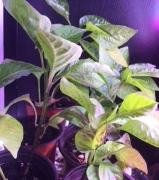 1 Live Plant Vegetable Sweet Pepper Seedling Plants 30 days old, 2″ to 4″ tall