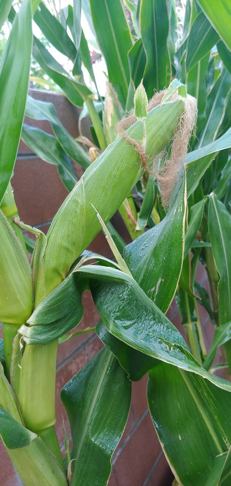 22 Purple & White Sticky Waxy Corn Glutinous Organic Corn Seeds NON GMO