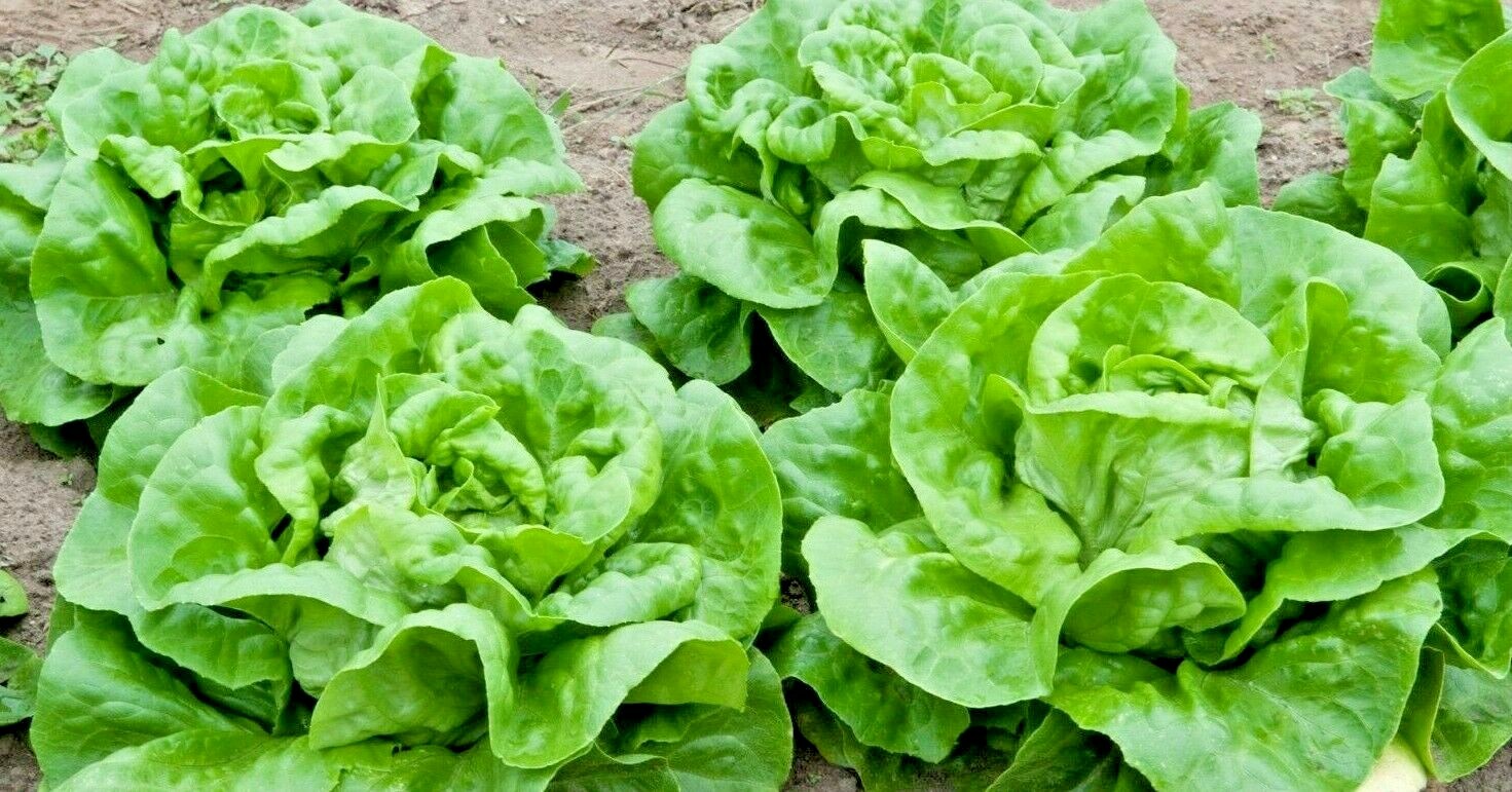 LETTUCE BUTTERCRUNCH 100 SEEDS SALADS VEGETABLE GARDEN HEIRLOOM MICROGREENS USA