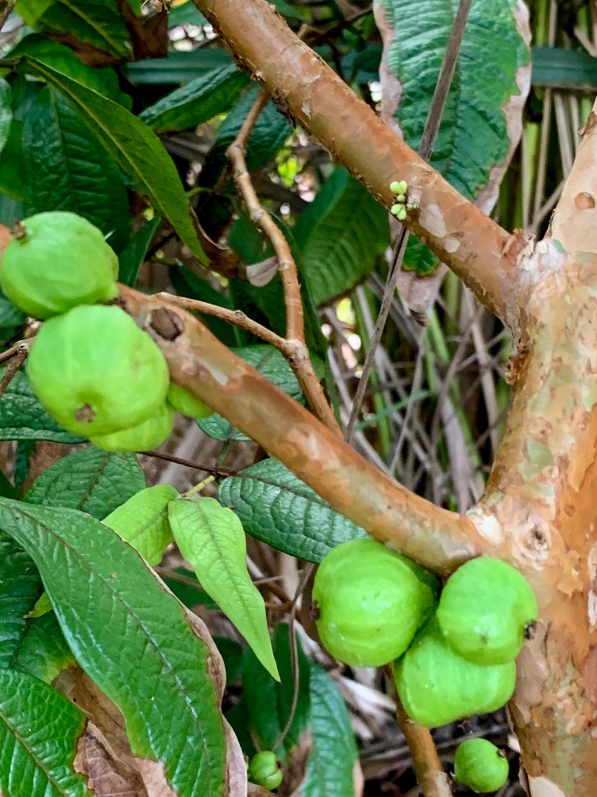 White Jaboticaba Plinia Aureana Large Leaf Brazilian Grape Fruit Tree Pot Plant