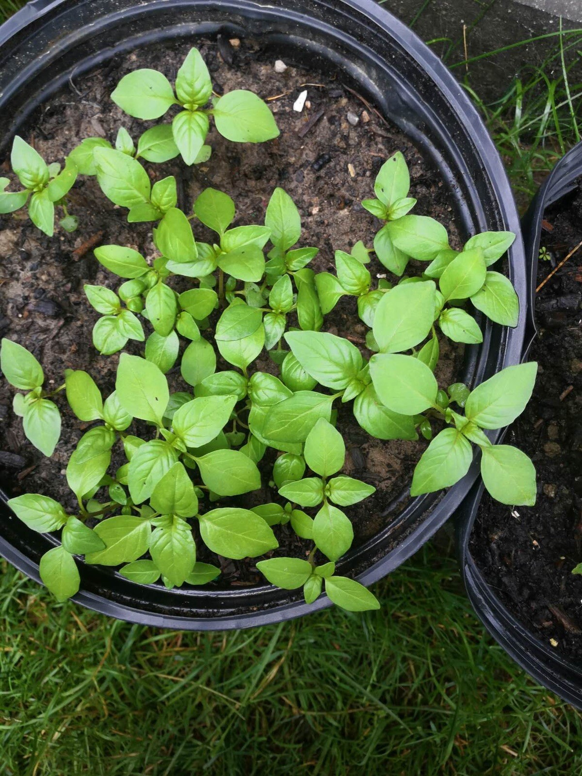 260+ Large Leaf Asian Basil Seeds NON-GMO SEEDS. 260多粒大叶荆芥种子. 2023年新产种子