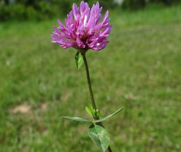 Trifolium pratense | Mammoth Red Clover | Red Clover | 100 Seeds