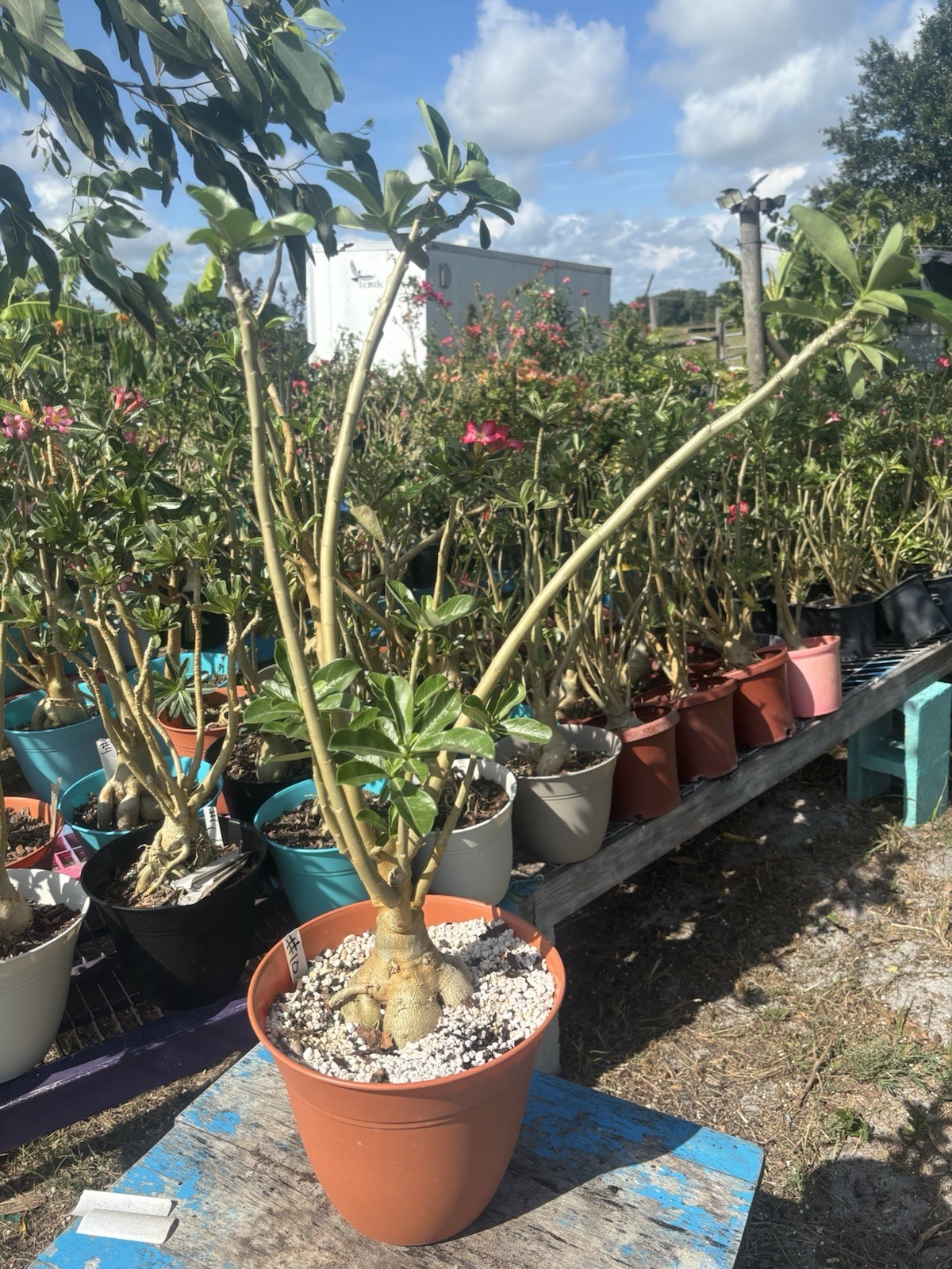 Adenium Obesum Desert Bareroot Pick A # From The Pictures