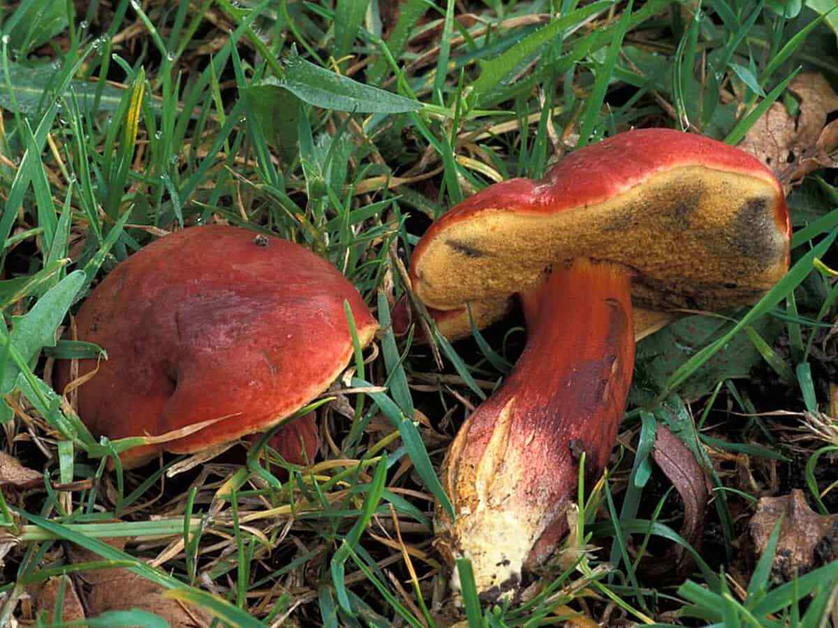 Seeds Mushroom Boletus Red (Xerocomus rubellus) Mycelium Spawn Spores Organic