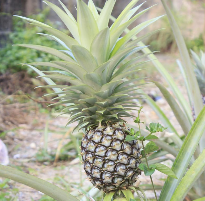 Live White Jade Pineapple Plant, Tropical Fruit Plant, 4–6″ Tall, Ships No Pot