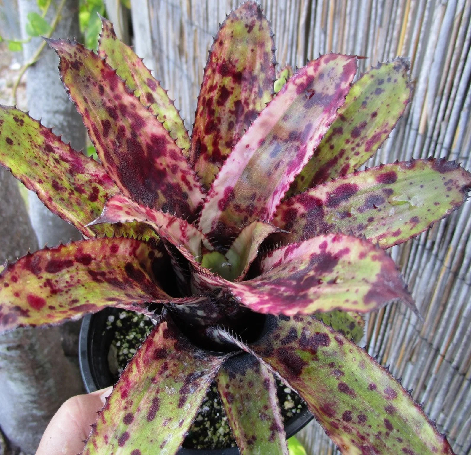 BUY 4 SAVE 15% BROMELIAD Aechmea GOLD TONE Offset – Orlandiana Sport – Rare Find
