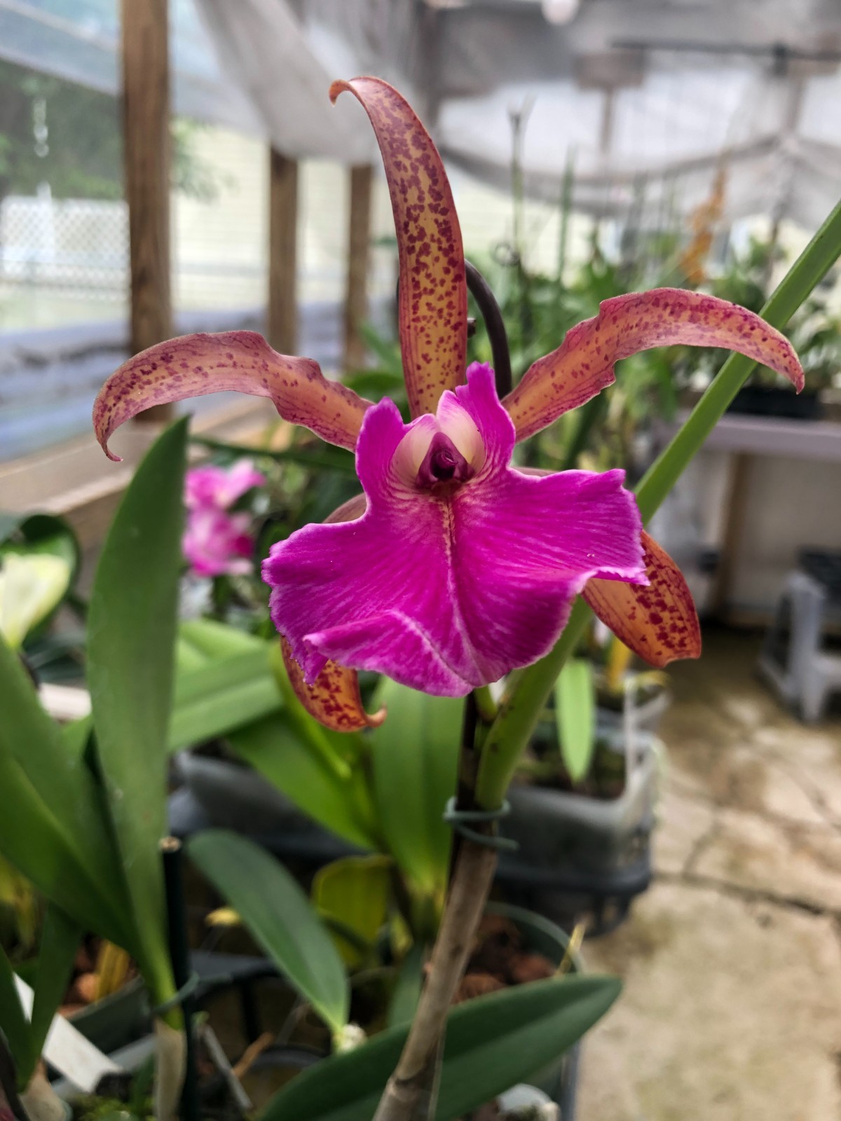 (769-4) B.nodosa 24088 x C. Mareeba Tiger ‘HCF’ FS Fragrant