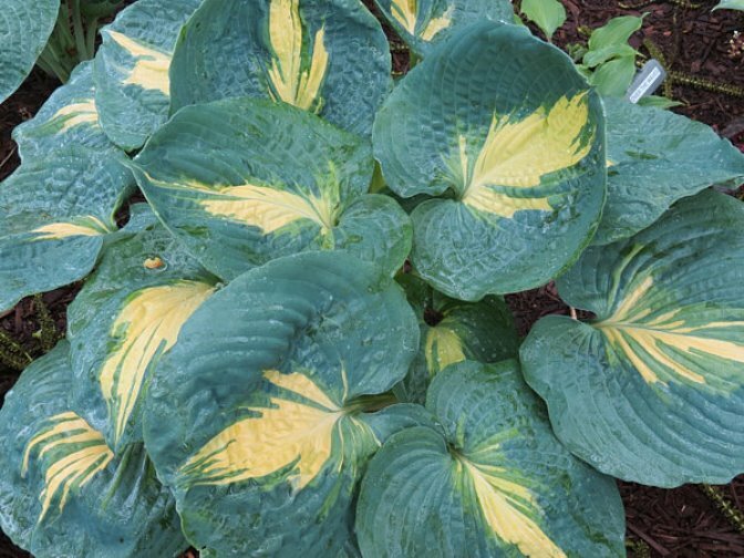 hosta DREAM QUEEN medium thick tough disease-free 2.5″ pot = 1 Live Potted Plant