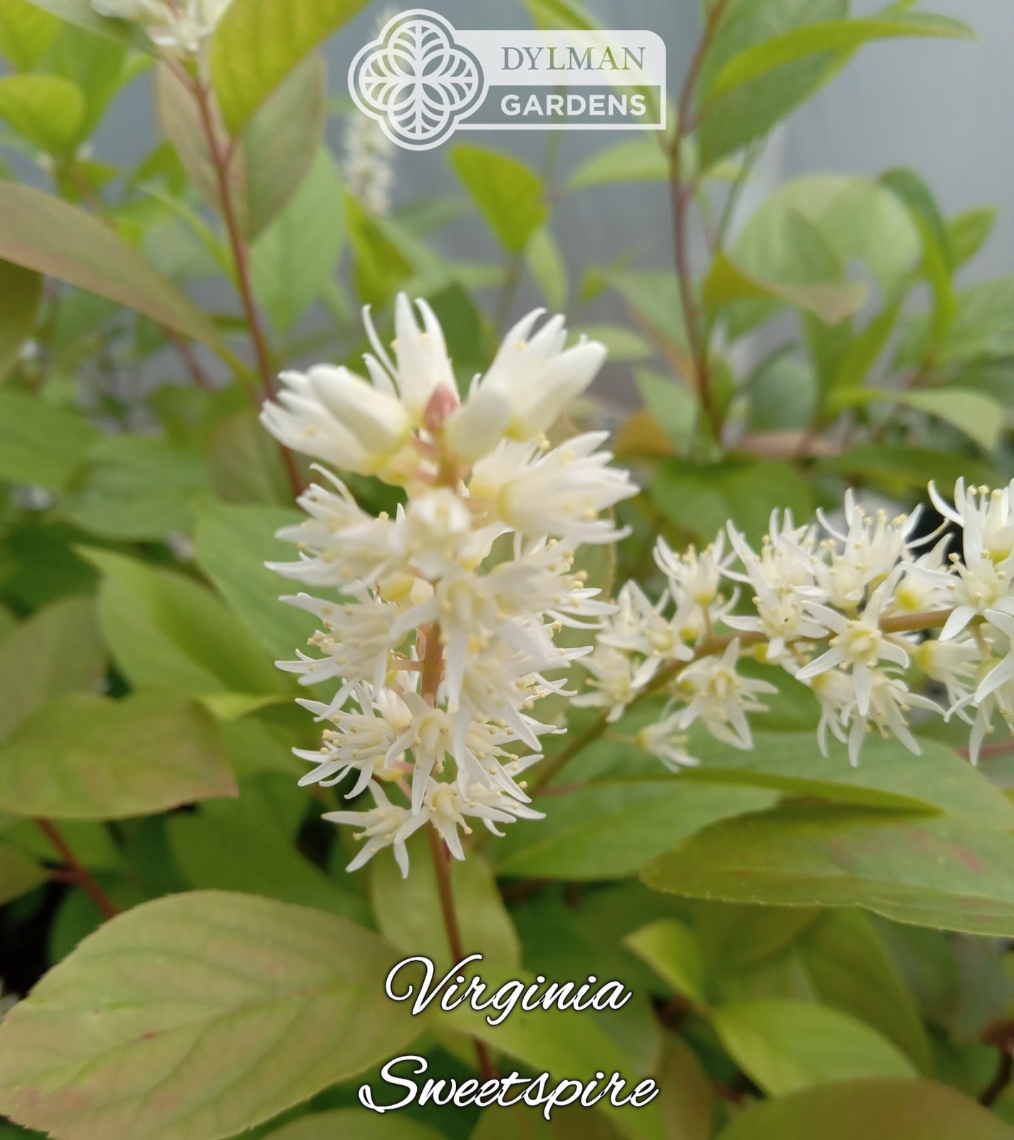 Sweetspire (Itea virginica) – Virginia Willow – Live Plant – Multiple Sizes
