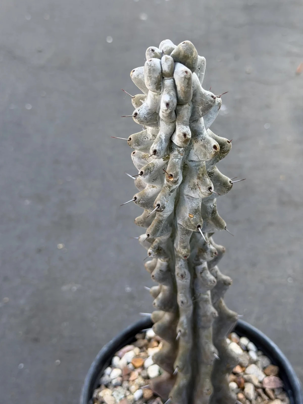 Stenocereus Beneckei Rare Twisting Chalky Gray Specimen Cactus Plant