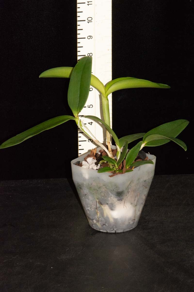 Cattleya Mareeba Tiger #3 (tigrina var. coerulea x schilleriana var. coerulea)