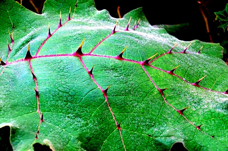 Naranjilla Orange Tree Seeds (Solanum quitoense) “Lulo Quito” Garden Fruit Plant