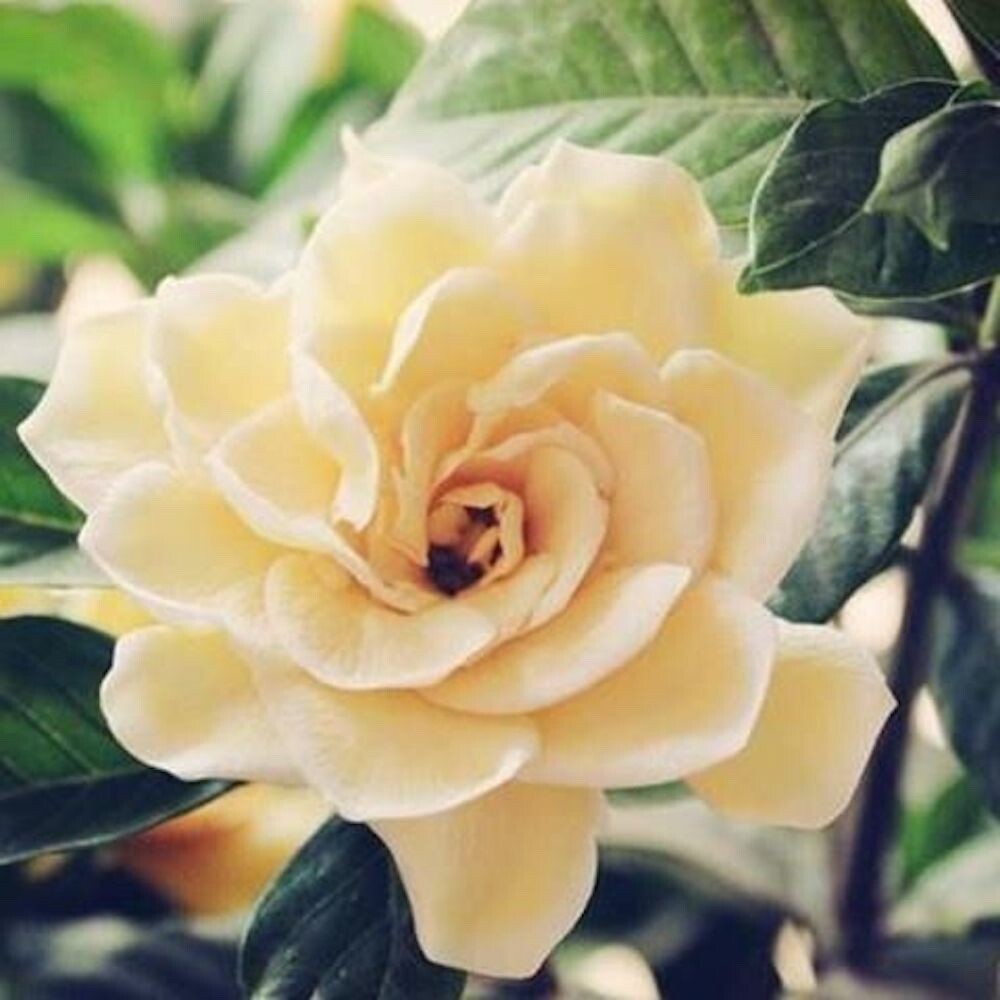 20 MIXED SEEDS GARDENIA fragrant flower exotic garden house plant USA Seller
