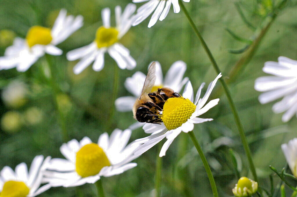 ROMAN CHAMOMILE 100 SEEDS, HERB, SLEEP, CALMING, HEALING, CHAMAEMELUM NOBILE