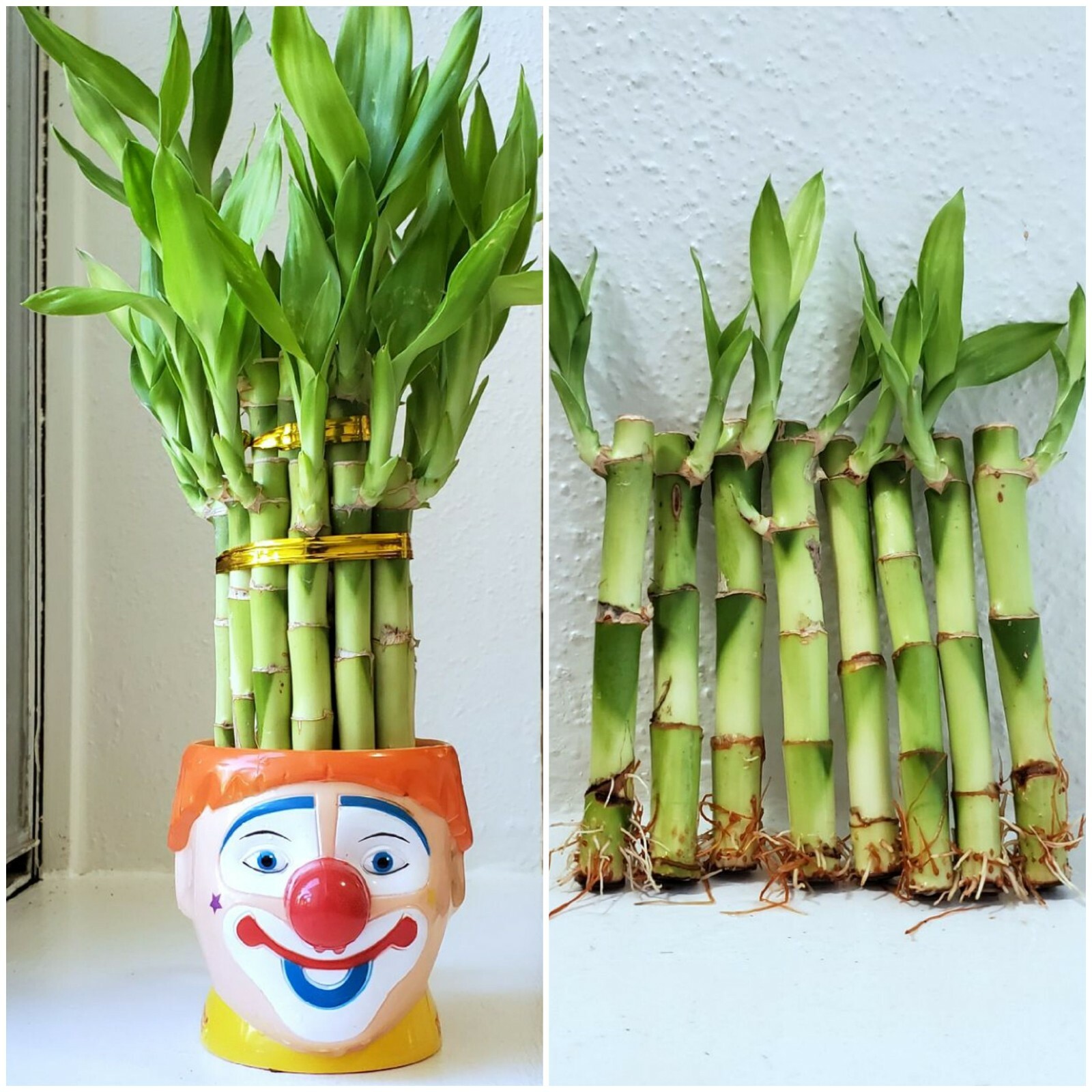8 LUCKY BAMBOO PLANTS 4″ and 6″ Indoor Perennial, Feng Shui, Ideal GIFT, Water