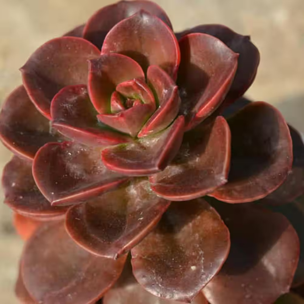Echeveria Melaco-3 Live Starter Plants in 2 Inch Growers Pots-Rare and Beautiful